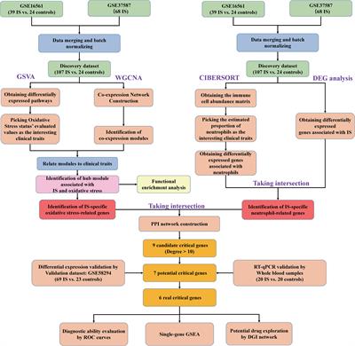 Crosstalk between oxidative stress and neutrophil response in early ischemic stroke: a comprehensive transcriptome analysis